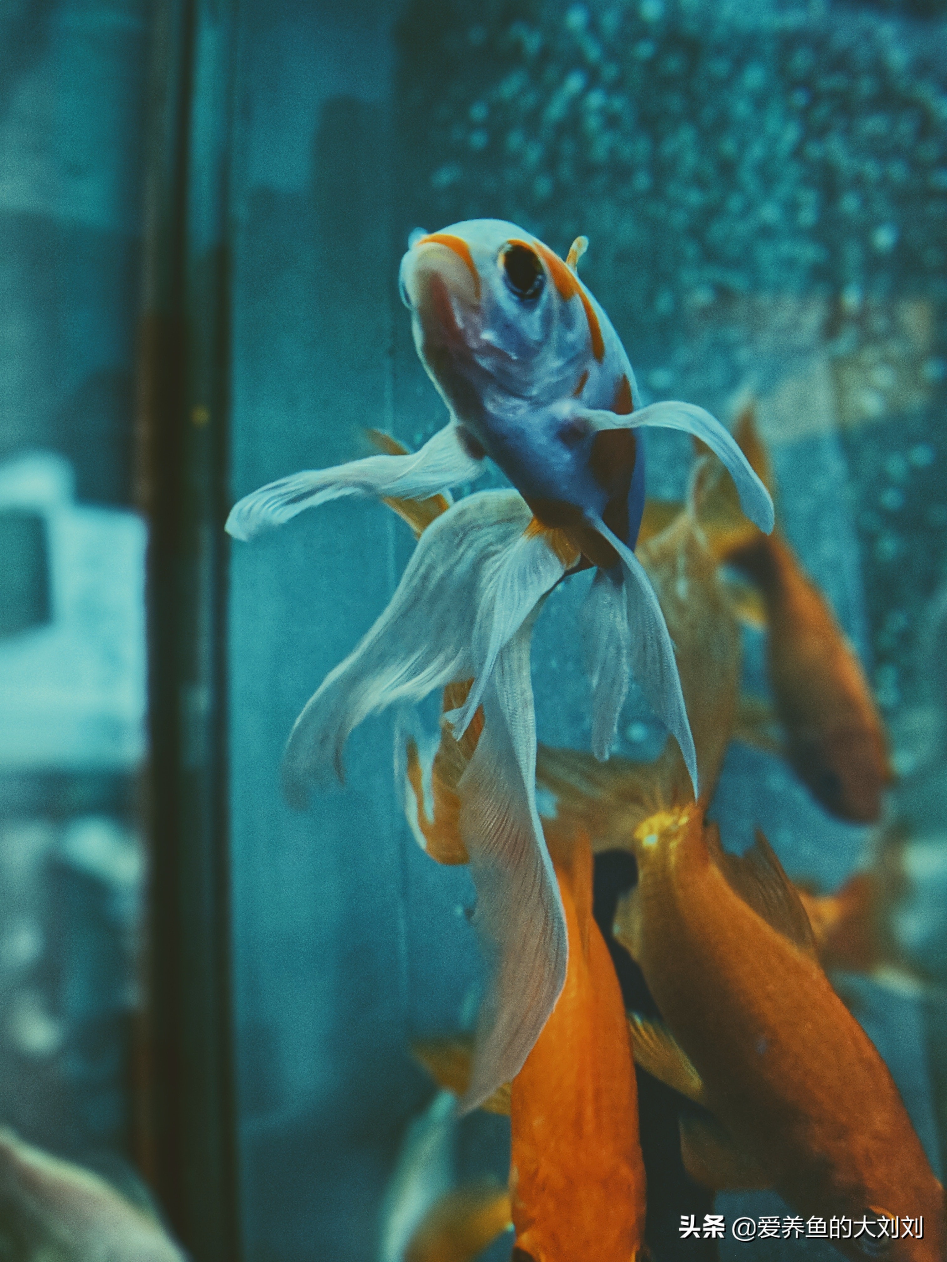 现在金鱼吃什么好养,金鱼用什么饲料养比较好