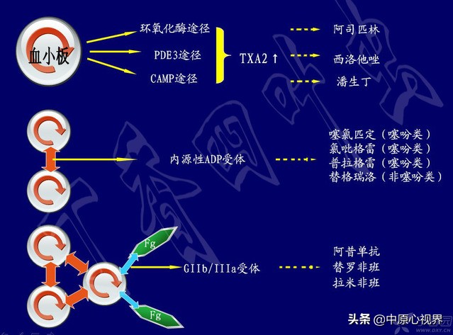 动静脉血栓——抗凝VS抗血小板