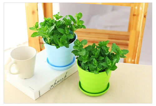 室内最理想绿植“吸毒草”的养殖方法以及注意事项