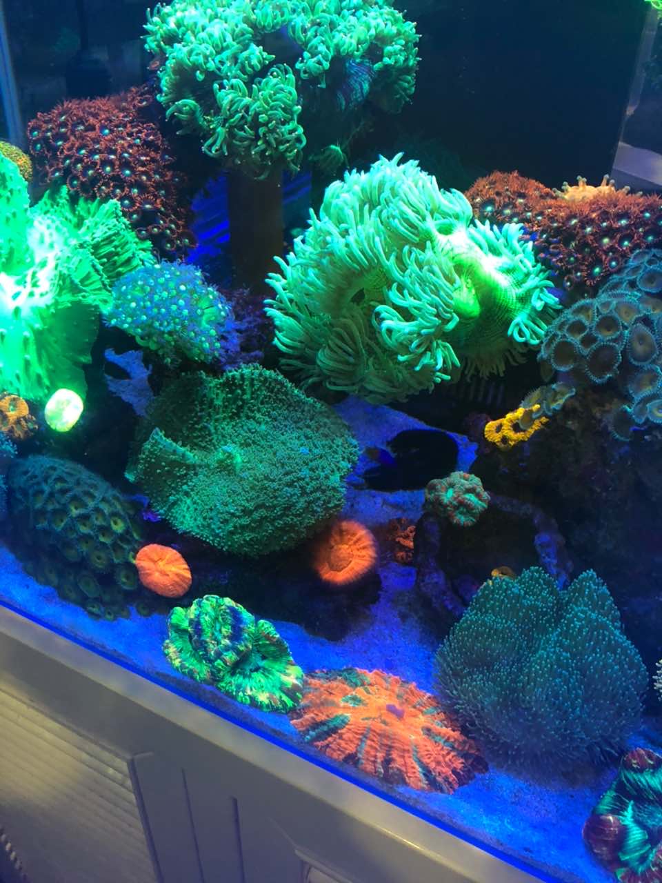 鱼缸水浑浊怎么变清冬虫夏草,鱼缸水浑浊怎么变清抖音