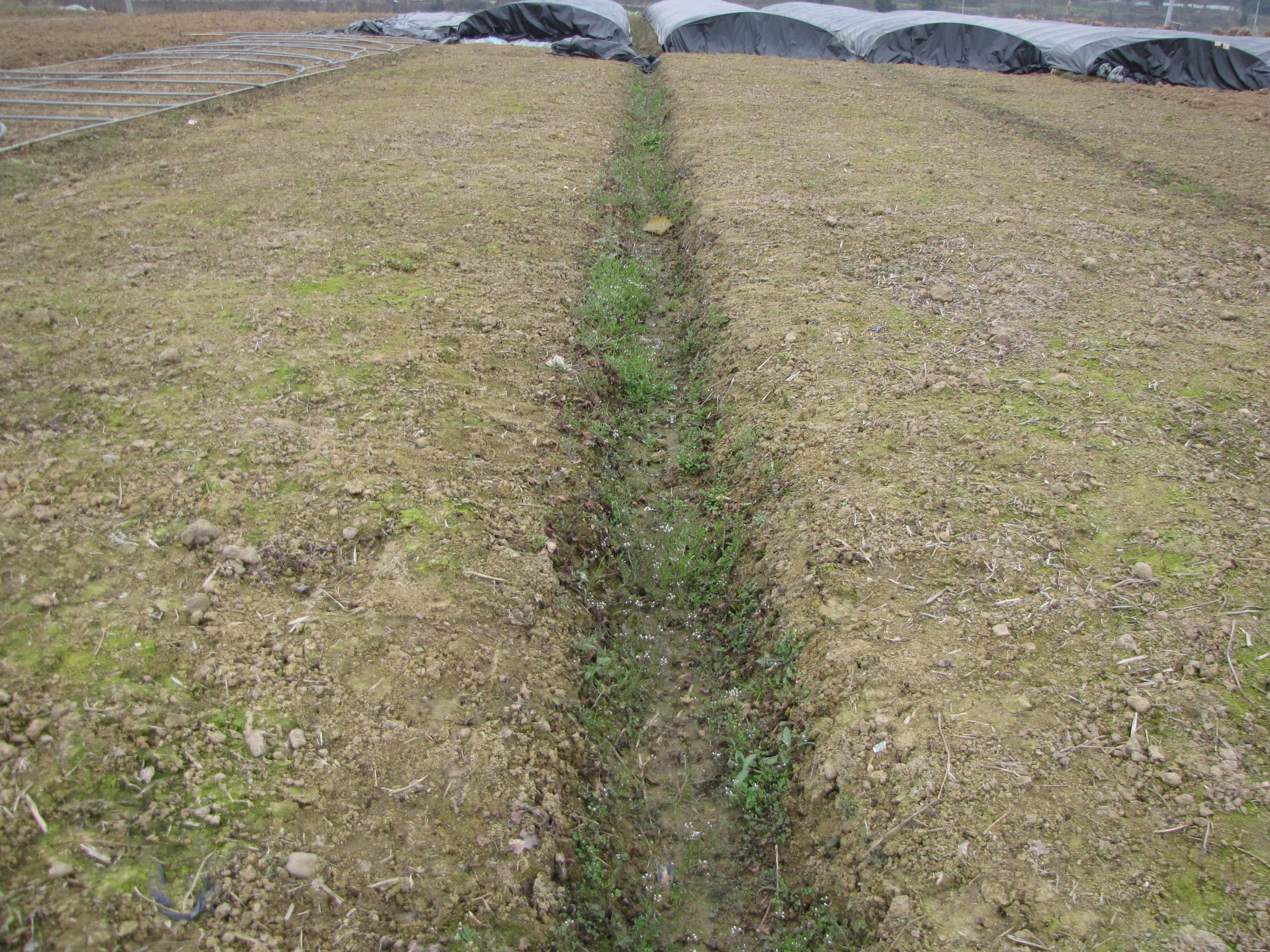 鱼腥草无公害丰产栽培技术,鱼腥草栽培