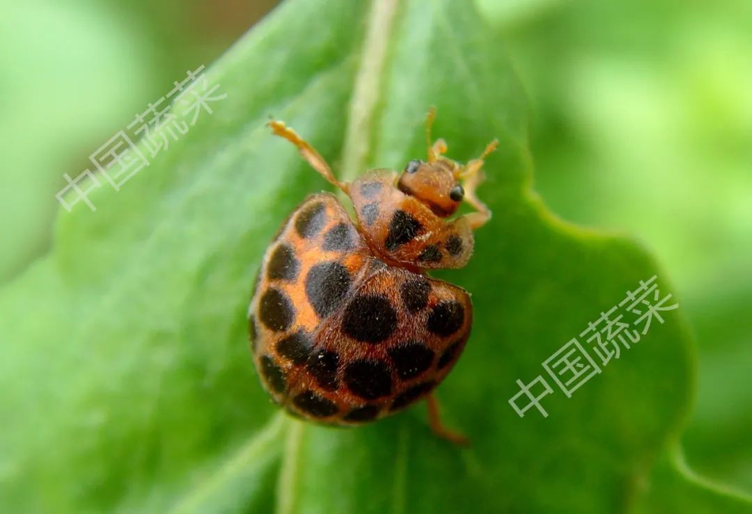 为什么马铃薯瓢虫只吃马铃薯,马铃薯瓢虫吃土豆吗