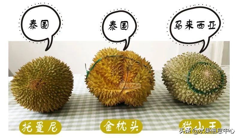 托曼尼猫山王榴莲价格,泰国托曼尼榴莲和猫山王区别