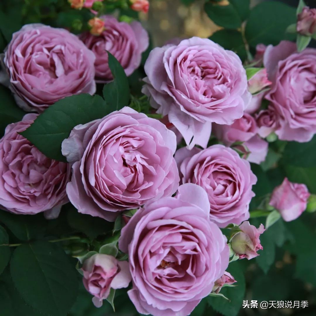 4月最浪漫的一次花开，是171个低价月季小苗带来的巅峰时刻！