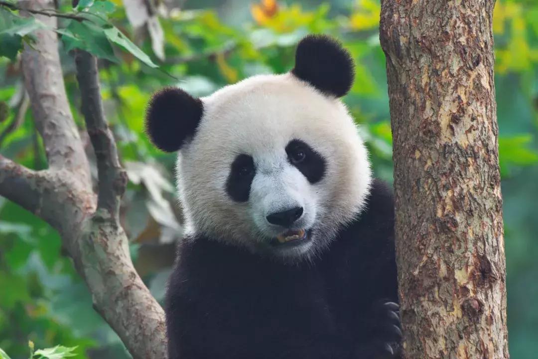 你才可爱你全家都可爱怎么回,你才可爱你全家都可爱出处