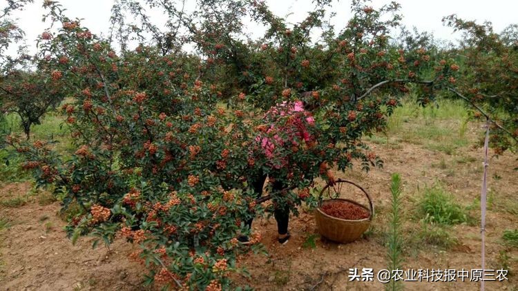 小小花椒树致富大产业：科学管理必报恩