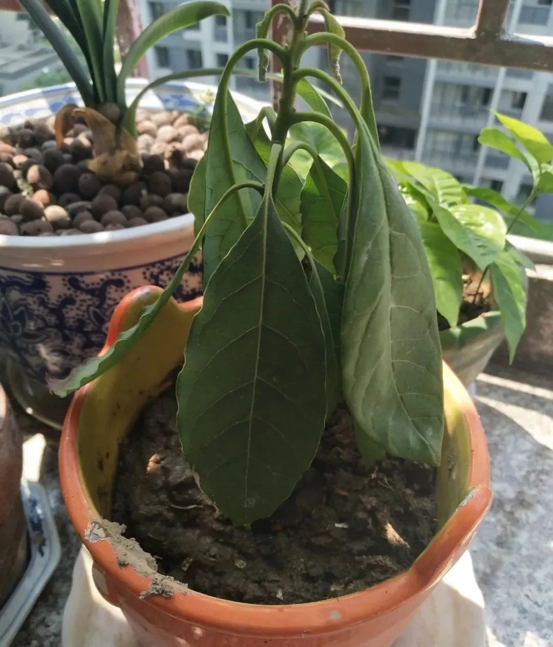 夏天被紫外线晒伤怎么办,夏天植物晒伤了怎么办