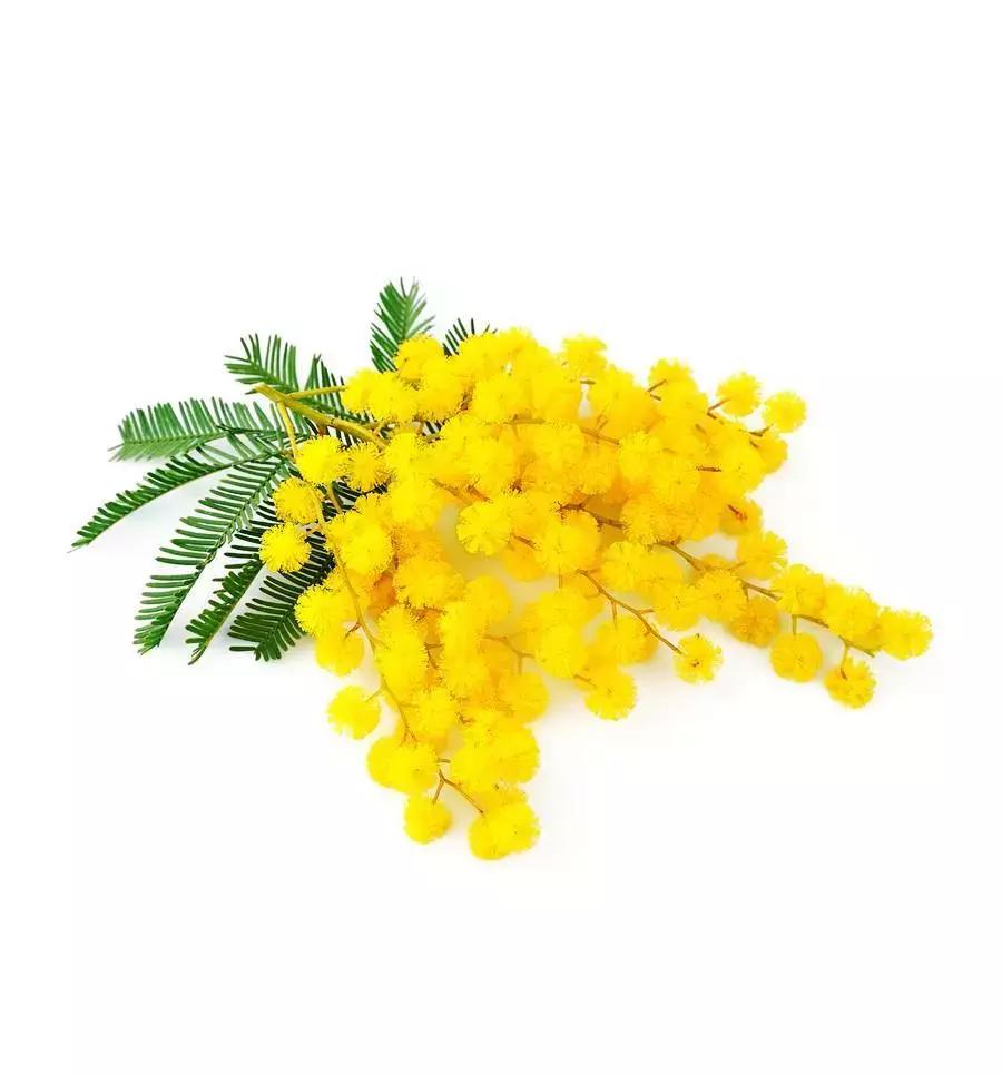 菲拉格慕香水怎么样好不好,菲拉格慕哪个香味好闻