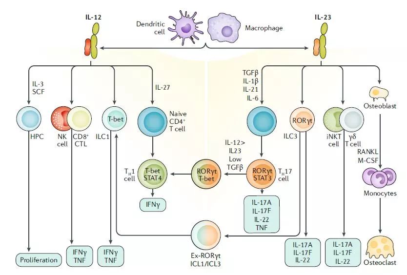 这条明星信号通路已催生多款重磅新药，治疗多种炎症性疾病