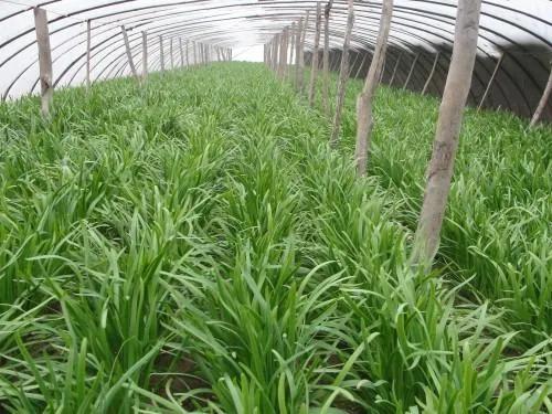 韭菜腐霉利超标被报道，3招让韭菜远离灰霉病，不再用杀菌药忒好