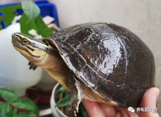 聚维酮碘养龟会死吗,聚维酮碘在水产养殖作用和功效