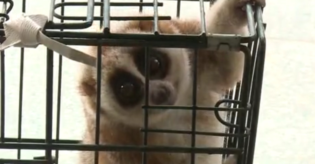 金丝猴受伤怒江金丝猴求救人类,陕西金丝猴受伤求救人类