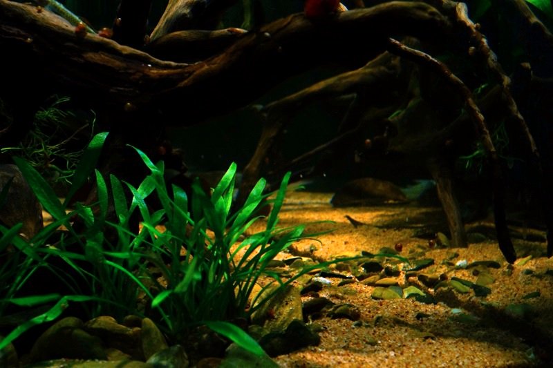 南美水族论坛推荐,南美水草造景论坛