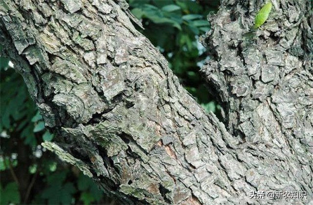 苹果栽种技术,苹果栽培技术