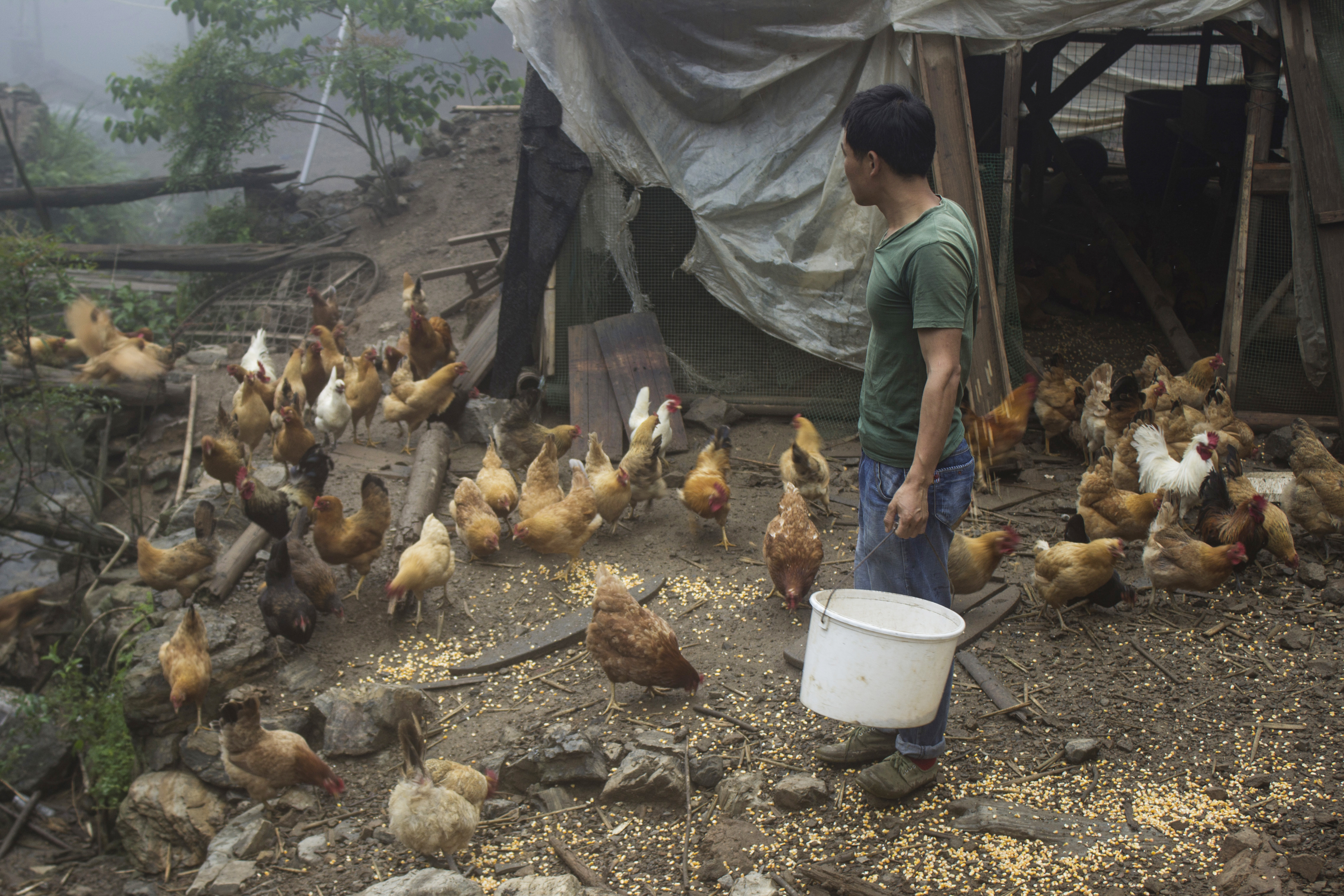 土鸡养殖技术一年挣多少钱,散养土鸡致富方法