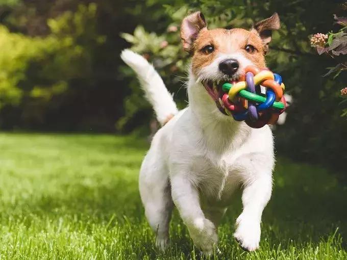 美国家庭都养什么犬,美国人喜欢养什么猛犬