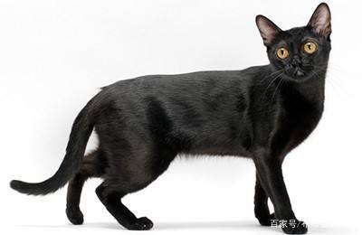 世界45种名犬图片大型犬,世界100种猫图片