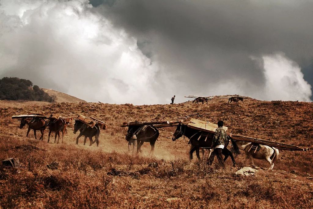 茶｜什么是紧压茶？压成大饼会更好喝吗？