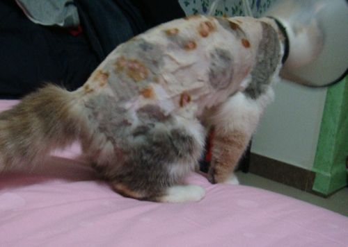 怀孕母猫有猫癣怎么办,怀孕母猫猫癣怎么处理