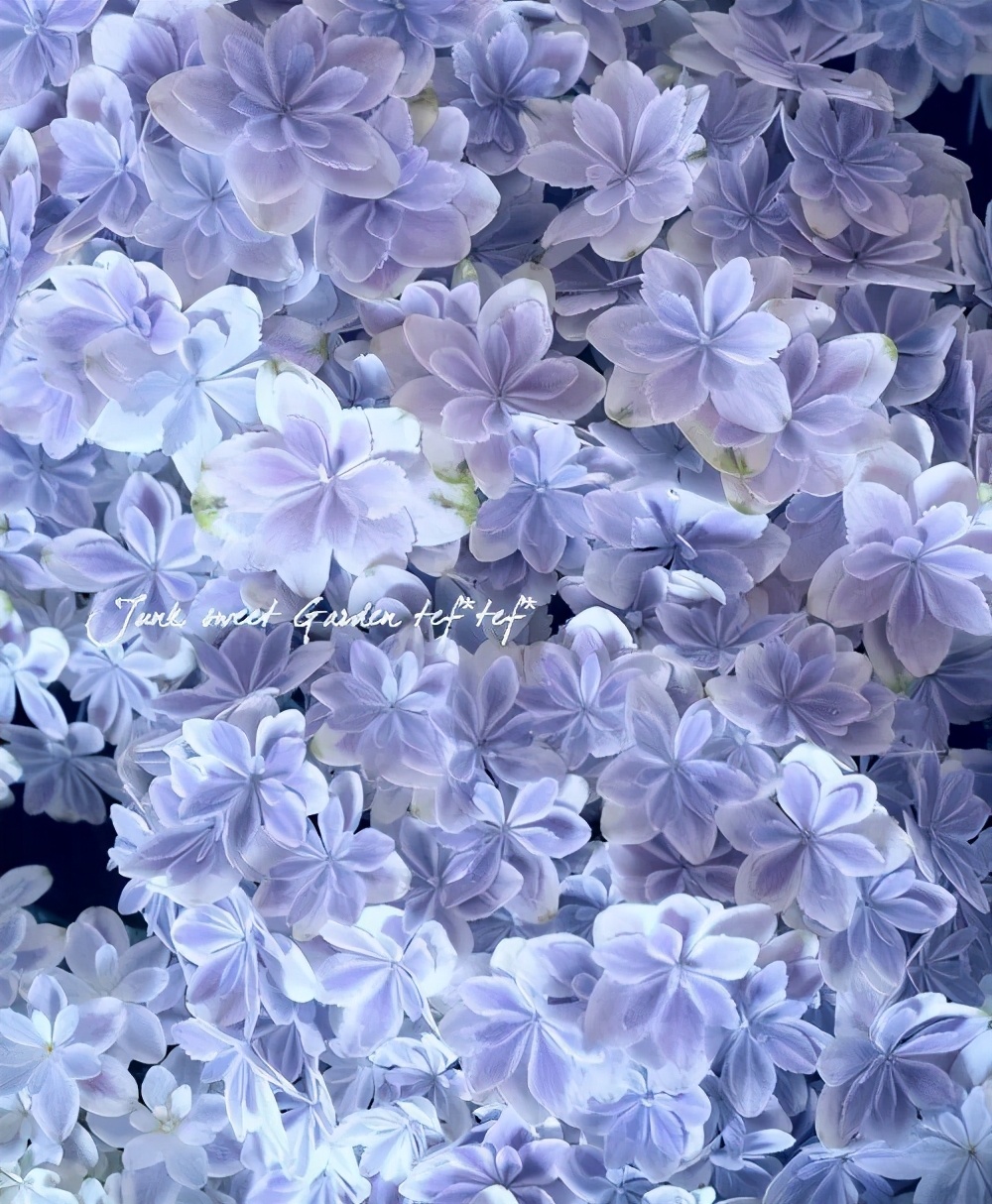 最漂亮的十种绣球,最省心的绣球