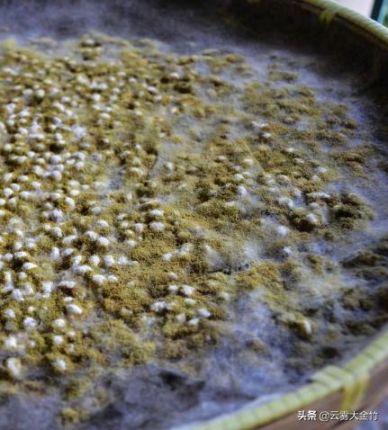 家庭自酿黄豆酱（酱油）-感受食品发酵的神奇