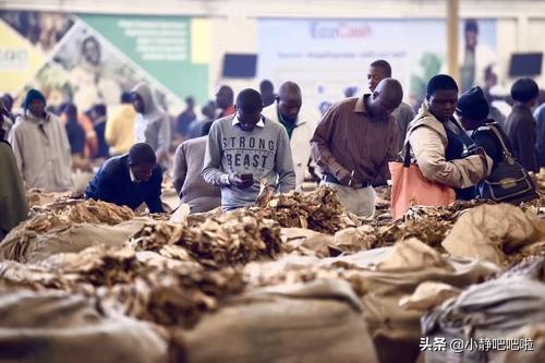 每天了解一个国家津巴布韦,津巴布韦是一个什么样的国家