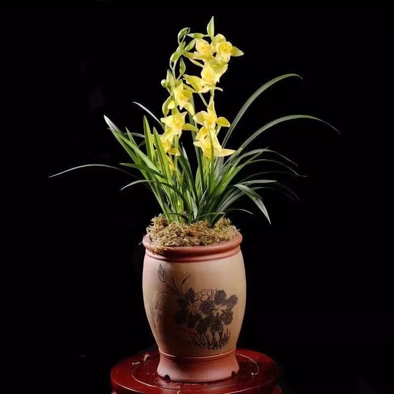 养花公认最美4种花满屋飘香,公认最好养的五种花