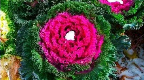 叶牡丹羽衣甘蓝,多头叶牡丹羽衣甘蓝