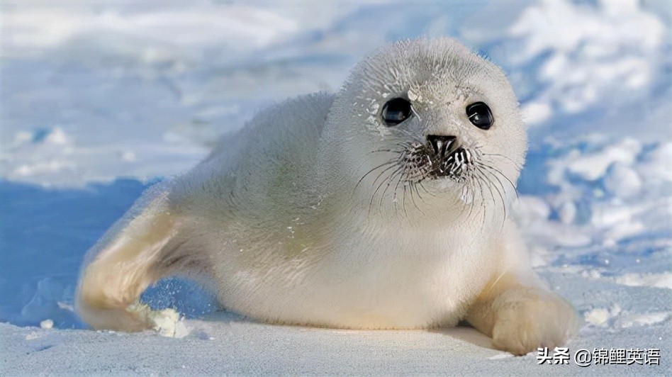 2021锦州中考英语题,2024年锦州初中学业水平测试