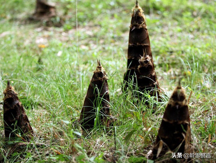 竹笋诗词精选三十一首,山中竹笋诗词