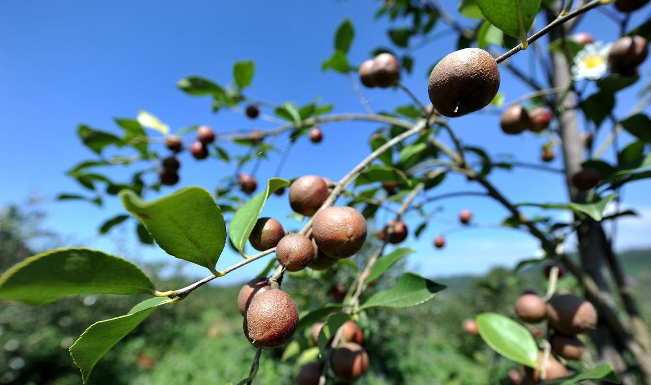 农家纯正山茶油卖120一斤,出售山茶油60元一斤