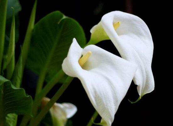 马蹄莲施肥的正确方法,马蹄莲怎么施肥施什么肥