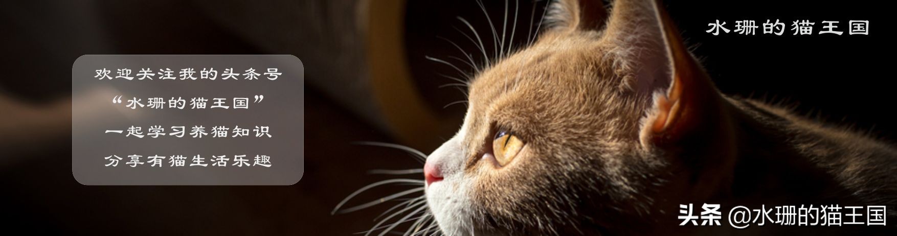 夏天猫咪独自在家如何让猫咪凉快,猫咪夏天降温必备