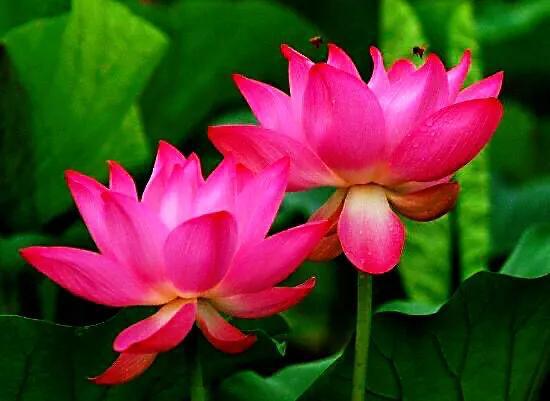 今天分享几十种荷花品种图鉴,荷花品种大全及名称图片