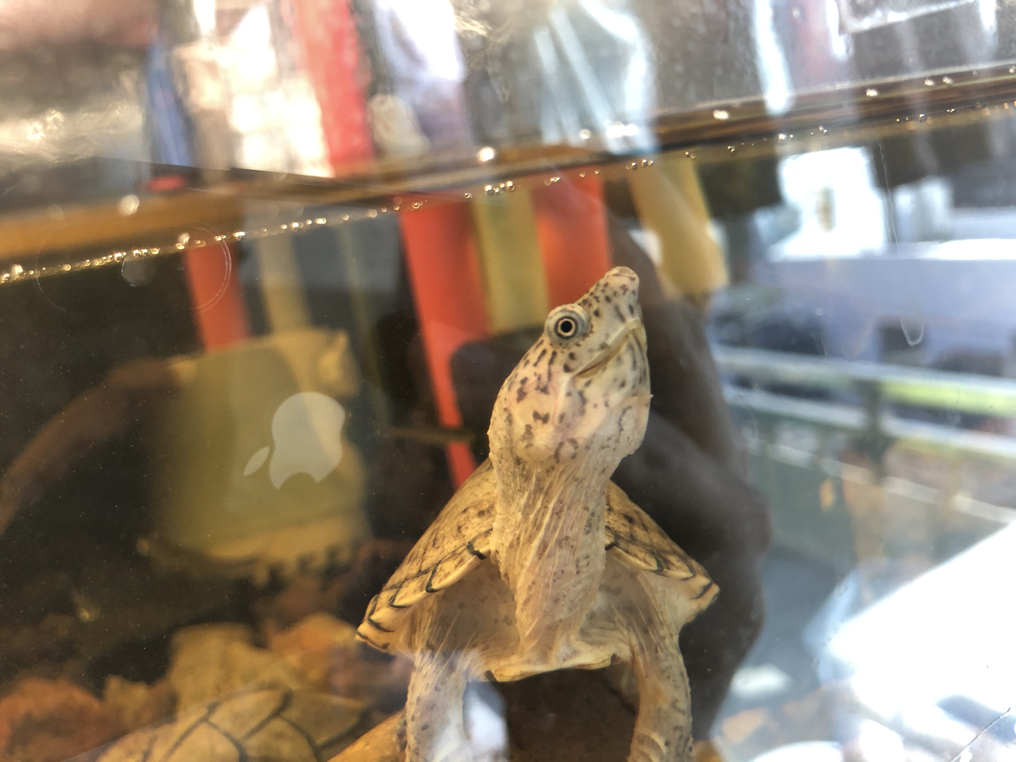 养鱼怎么选择合适的鱼缸,鱼缸如何养好水讲解