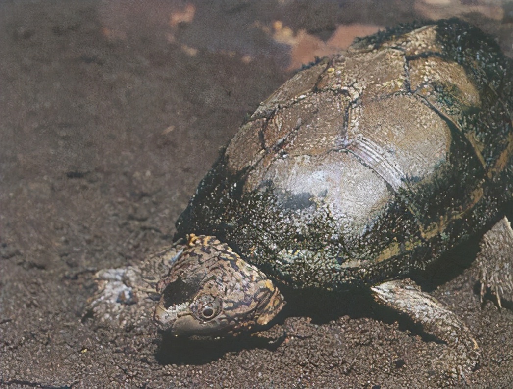 各种龟类图片大全大图,龟类展示会