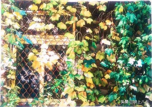 观察日记作文爬山虎,爬山虎作文开头结尾