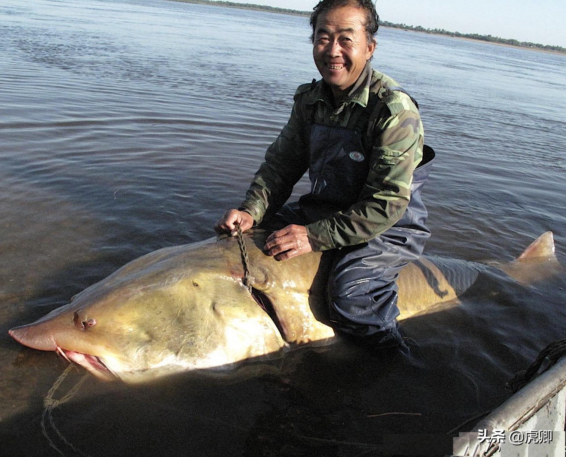 鲟鳇鱼国家保护动物吗,鲟鳇鱼国家保护