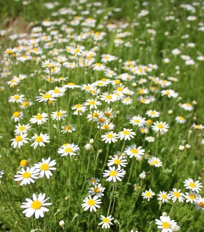观花草本植物推荐,最具观赏性的观叶植物