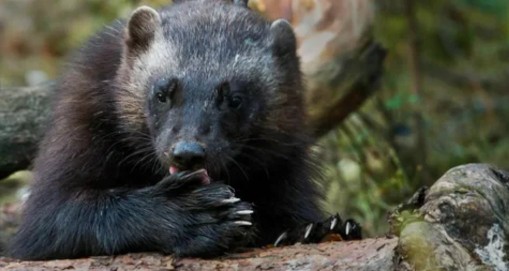 随笔贝加尔湖畔,贝加尔湖旅游随笔