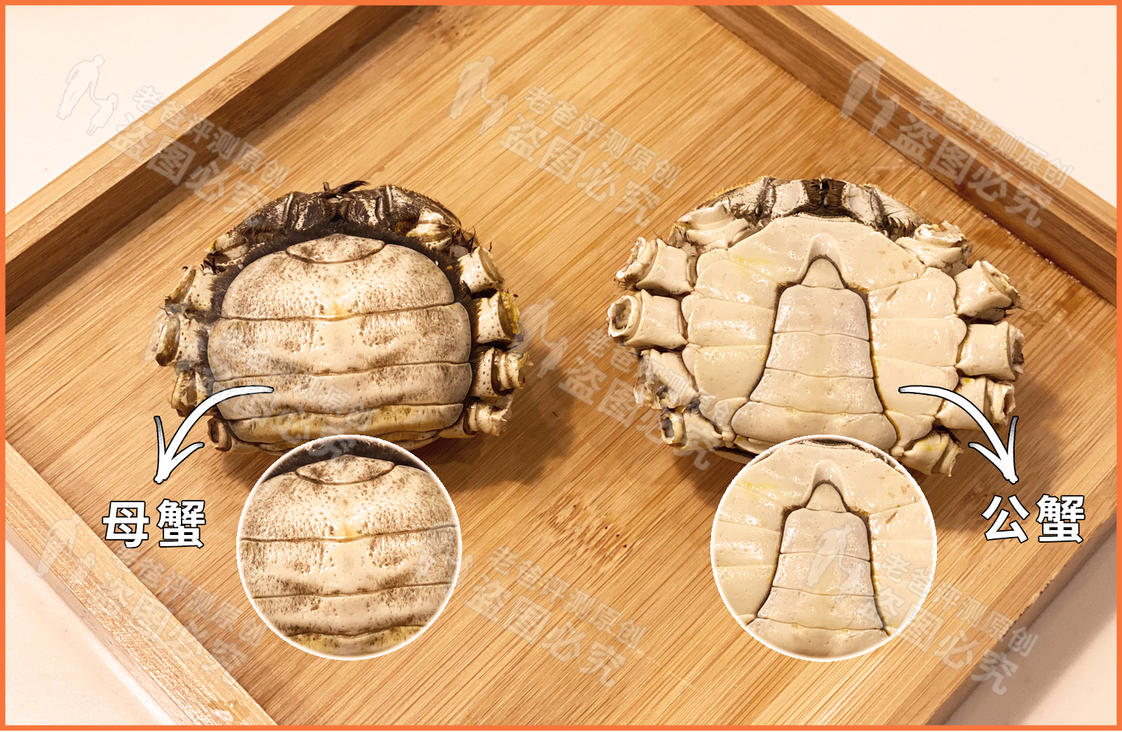 母蟹和公蟹开春后哪个好吃,母蟹和公蟹哪个好吃鲜活