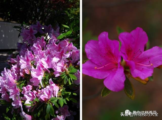 快死的杜鹃花还能救活吗,杜鹃花刚栽活就掉叶子怎么办