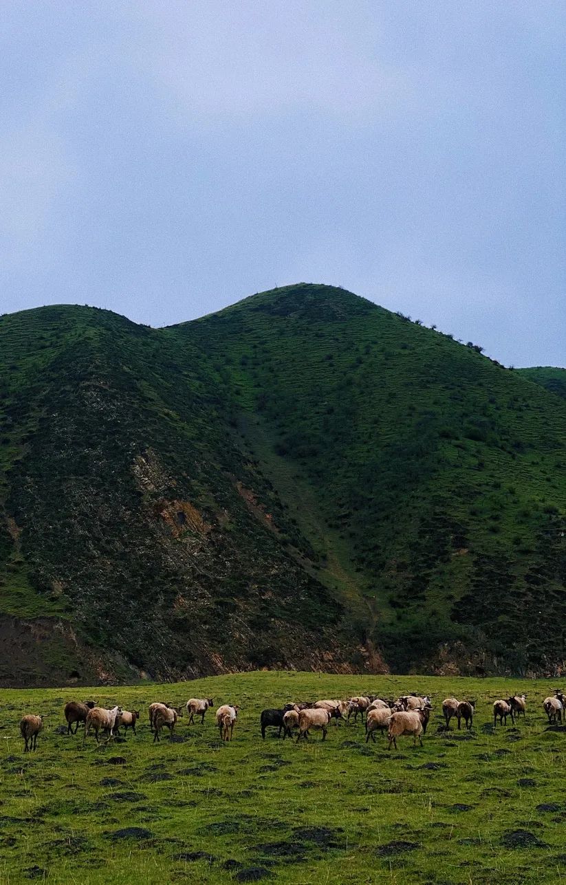 「Norden」草原上的缄默声