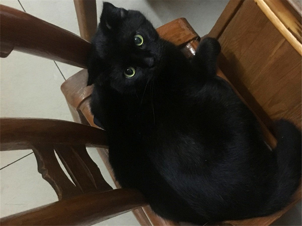 黑猫的性格与脾气怎么样,黑猫具有什么特点和性格