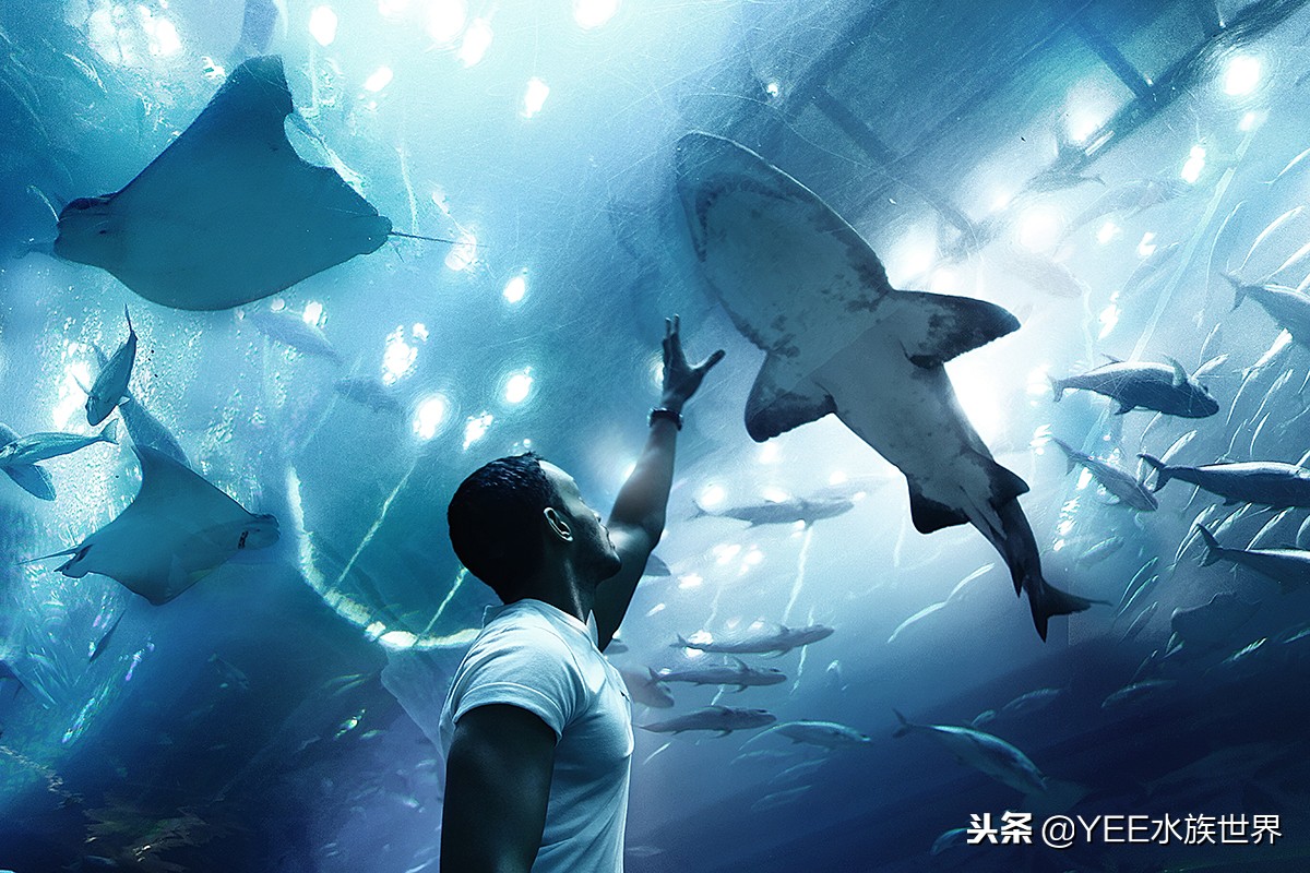 怕什么来什么,鱼在秋冬季得肠炎怎么办?