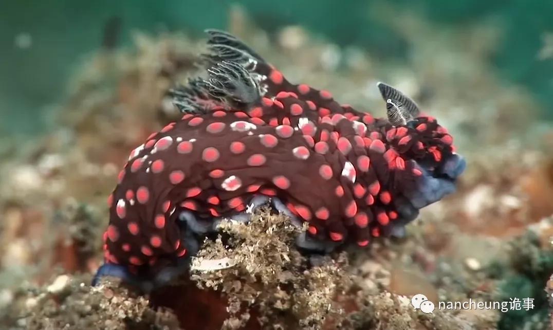 深海迷航第49天神秘生物,深海海底神秘的10种生物