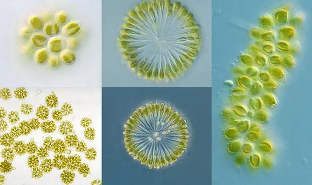 鱼类水产养殖需要哪些藻类,水产养殖显微镜下各种藻类