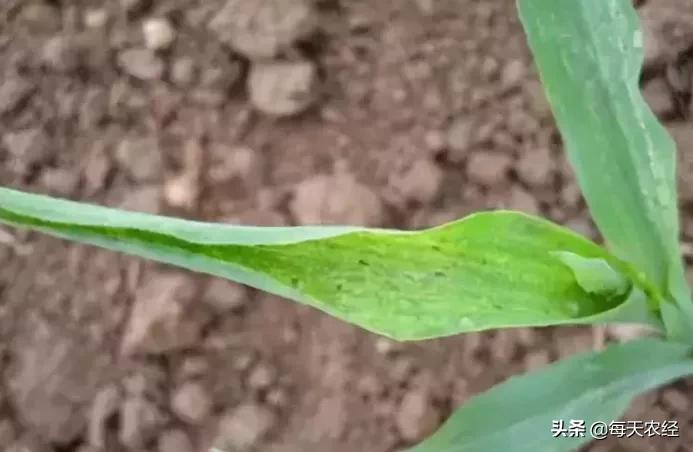 玉米拧心怎么办？不抓紧解决可能影响产量