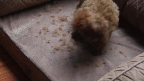 冬天毛衣粘在身上怎么处理,毛衣粘东西处理的小妙招