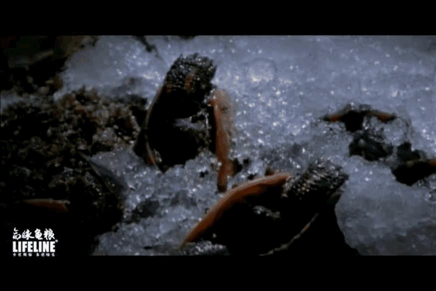 东部锦龟智商排名,红腹东部锦龟